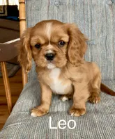 Leo, a male Cavalier King Charles Spaniel for sale in Delphi, IN – Photo 3 of 6