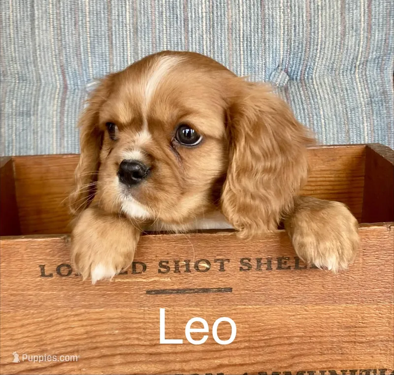 Leo – Cavalier King Charles Spaniel puppy for sale in Delphi, IN