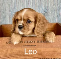 Leo, a male Cavalier King Charles Spaniel for sale in Delphi, IN – Photo 1 of 6