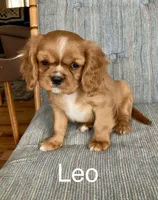 Leo, a male Cavalier King Charles Spaniel for sale in Delphi, IN – Photo 5 of 6