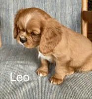Leo, a male Cavalier King Charles Spaniel for sale in Delphi, IN – Photo 2 of 6