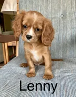 Lenny, a male Cavalier King Charles Spaniel for sale in Delphi, IN – 4 of 4