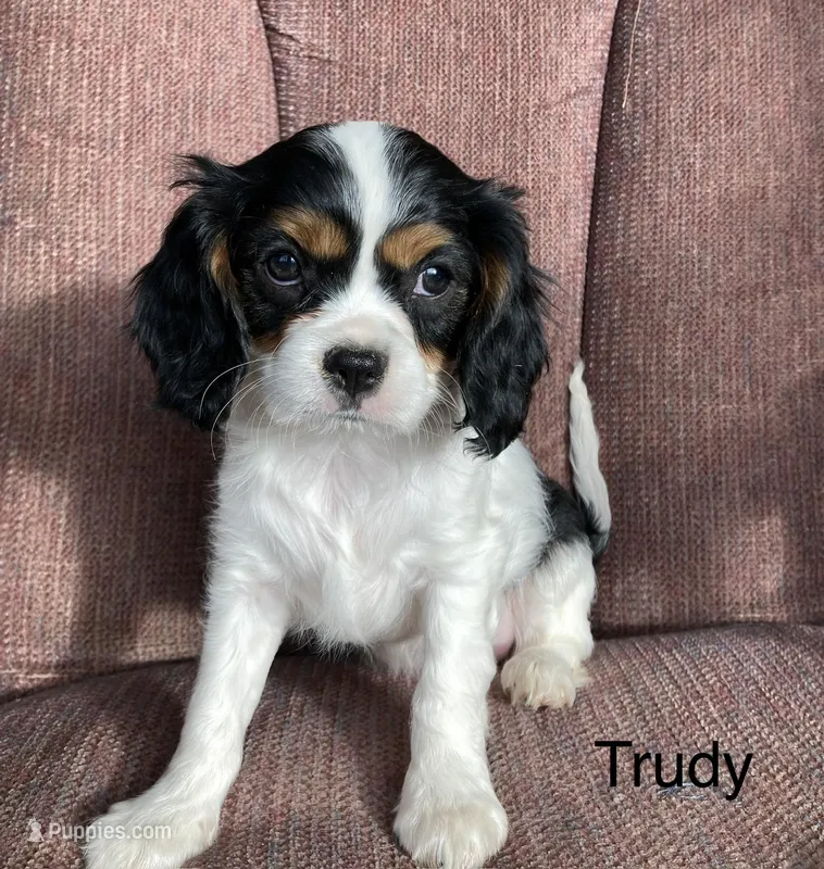 Trudy – Cavalier King Charles Spaniel puppy for sale in Delphi, IN