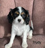 Trudy, a female Cavalier King Charles Spaniel for sale in Delphi, IN – 1 of 4