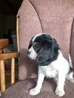 Trudy, a female Cavalier King Charles Spaniel for sale in Delphi, IN – 4 of 4