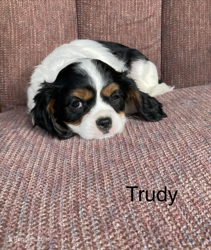 Trudy – Cavalier King Charles Spaniel puppy for sale in Delphi, IN