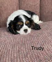 Trudy, a female Cavalier King Charles Spaniel for sale in Delphi, IN – 3 of 4