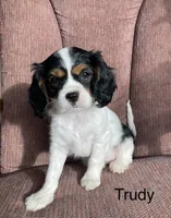Trudy, a female Cavalier King Charles Spaniel for sale in Delphi, IN – 2 of 4