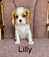 Lilly, a female Cavalier King Charles Spaniel for sale in Delphi, IN – 3 of 4