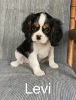 Levi, a male Cavalier King Charles Spaniel for sale in Delphi, IN – 3 of 3