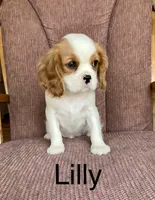 Lilly, a female Cavalier King Charles Spaniel for sale in Delphi, IN – 2 of 4