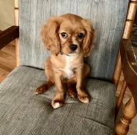 Teddy, a male Cavalier King Charles Spaniel for sale in Delphi, IN – 5 of 6