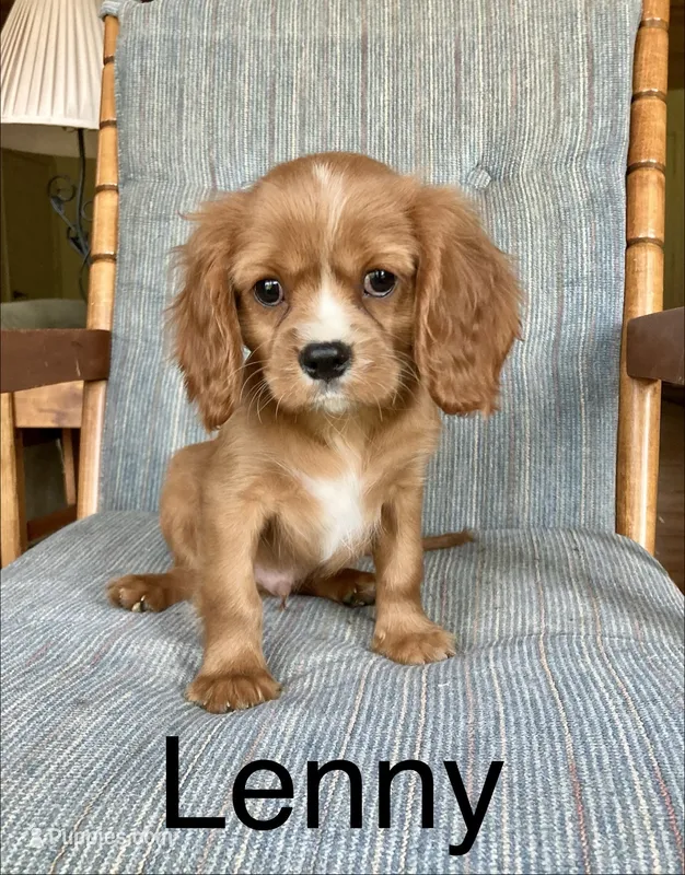 Lenny – Cavalier King Charles Spaniel puppy for sale in Delphi, IN
