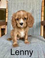 Lenny, a male Cavalier King Charles Spaniel for sale in Delphi, IN – 1 of 4