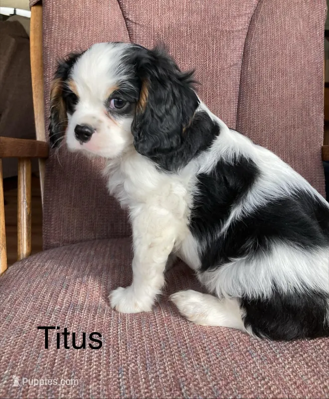 Titus – Cavalier King Charles Spaniel puppy for sale in Delphi, IN