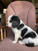 Titus, a male Cavalier King Charles Spaniel for sale in Delphi, IN – 5 of 5