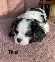 Titus, a male Cavalier King Charles Spaniel for sale in Delphi, IN – 3 of 5