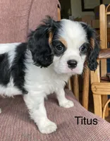 Titus, a male Cavalier King Charles Spaniel for sale in Delphi, IN – 4 of 5