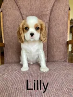 Lilly, a female Cavalier King Charles Spaniel for sale in Delphi, IN – 4 of 4