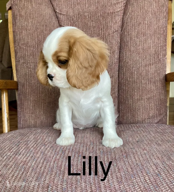 Lilly – Cavalier King Charles Spaniel puppy for sale in Delphi, IN