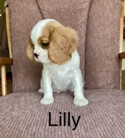 Lilly, a female Cavalier King Charles Spaniel for sale in Delphi, IN – 1 of 4