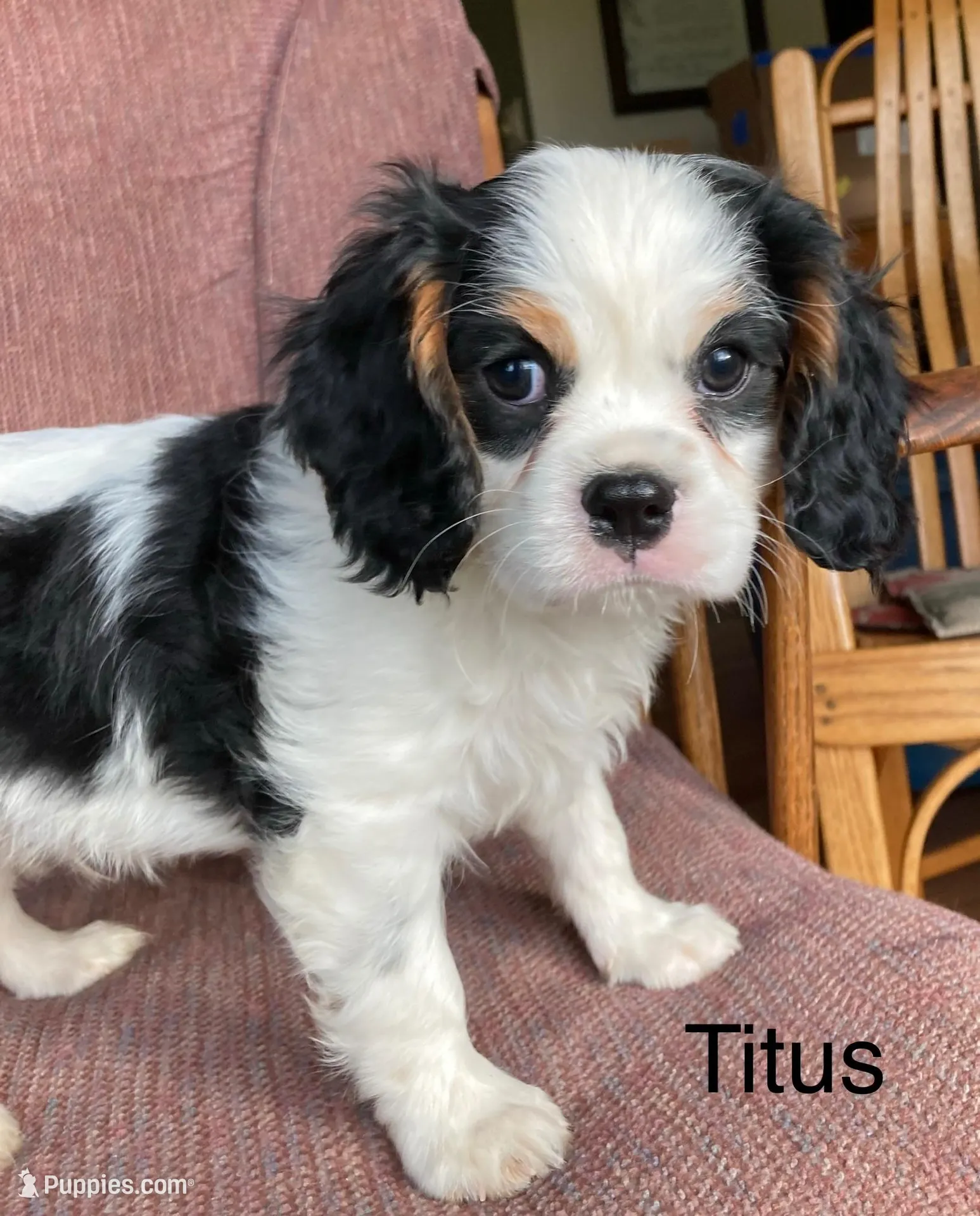 Titus, a male Cavalier King Charles Spaniel for sale in Delphi, IN – 1 of 5