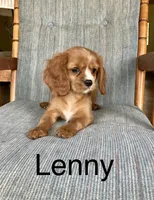 Lenny, a male Cavalier King Charles Spaniel for sale in Delphi, IN – 2 of 4