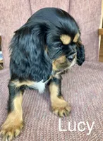 Lucy, a female Cavalier King Charles Spaniel for sale in Delphi, IN – Photo 2 of 5