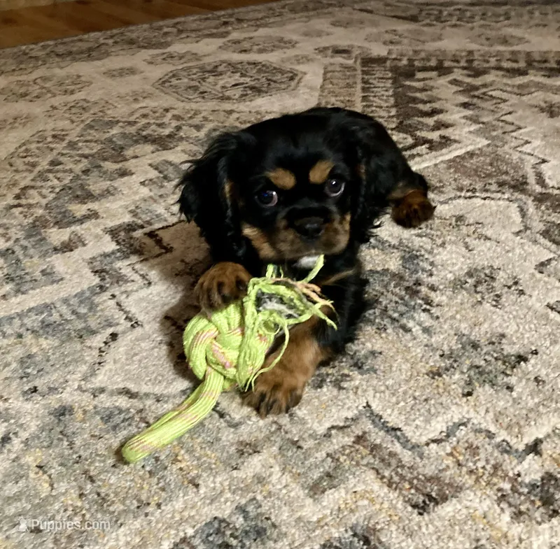 Lucy – Cavalier King Charles Spaniel puppy for sale in Delphi, IN