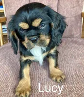 Lucy, a female Cavalier King Charles Spaniel for sale in Delphi, IN – Photo 5 of 5