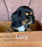 Lucy, a female Cavalier King Charles Spaniel for sale in Delphi, IN – Photo 1 of 5