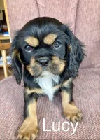Lucy, a female Cavalier King Charles Spaniel for sale in Delphi, IN – Photo 3 of 5
