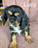 Lucy, a female Cavalier King Charles Spaniel for sale in Delphi, IN – Photo 4 of 5