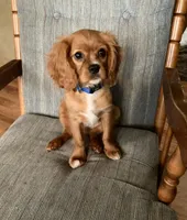 Teddy, a male Cavalier King Charles Spaniel for sale in Delphi, IN – 4 of 6