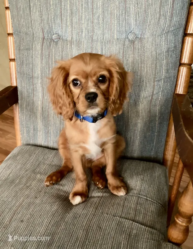 Teddy – Cavalier King Charles Spaniel puppy for sale in Delphi, IN