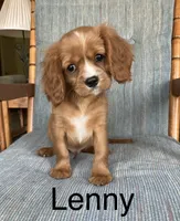 Lenny, a male Cavalier King Charles Spaniel for sale in Delphi, IN – 3 of 4