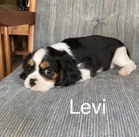 Levi, a male Cavalier King Charles Spaniel for sale in Delphi, IN – 2 of 3