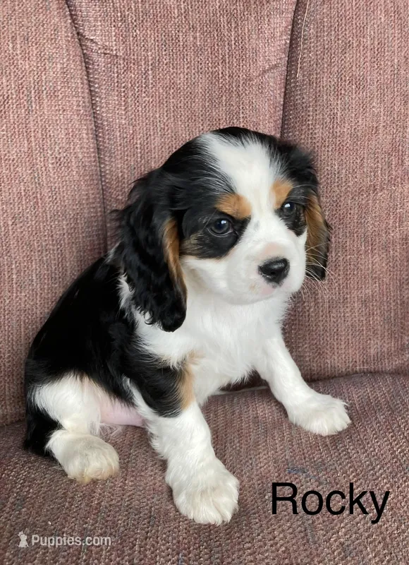 Rocky – Cavalier King Charles Spaniel puppy for sale in Delphi, IN