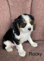 Rocky, a male Cavalier King Charles Spaniel for sale in Delphi, IN – 2 of 4