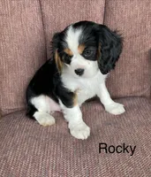 Rocky, a male Cavalier King Charles Spaniel for sale in Delphi, IN – 3 of 4