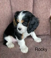 Rocky, a male Cavalier King Charles Spaniel for sale in Delphi, IN – 4 of 4