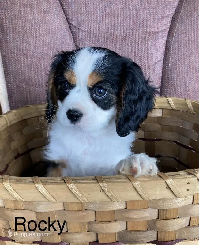 Rocky – Cavalier King Charles Spaniel puppy for sale in Delphi, IN