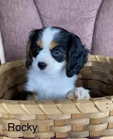 Rocky, a male Cavalier King Charles Spaniel for sale in Delphi, IN – 1 of 4