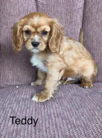 Teddy, a male Cavalier King Charles Spaniel for sale in Delphi, IN – 2 of 4
