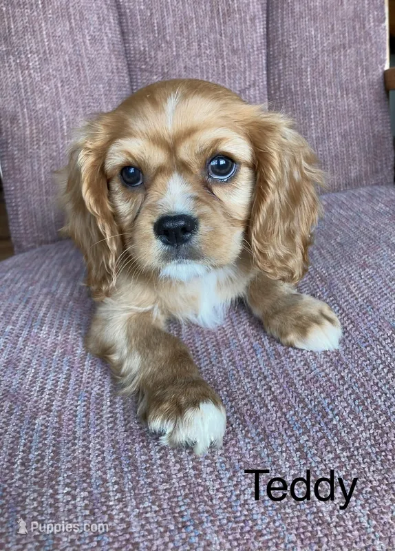 Teddy – Cavalier King Charles Spaniel puppy for sale in Delphi, IN