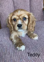 Teddy, a male Cavalier King Charles Spaniel for sale in Delphi, IN – 1 of 4