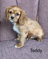 Teddy, a male Cavalier King Charles Spaniel for sale in Delphi, IN – 3 of 4
