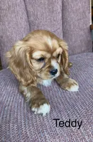Teddy, a male Cavalier King Charles Spaniel for sale in Delphi, IN – 4 of 4