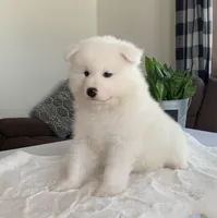 Frisky, a male Samoyed for sale in Neillsville, WI – Photo 2 of 2