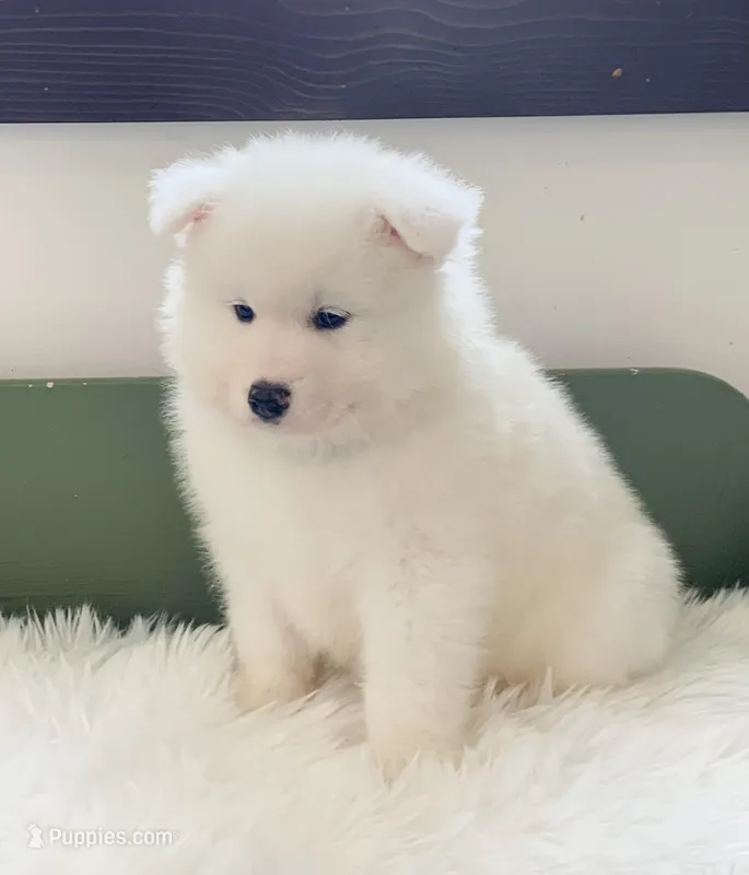 Frisky – Samoyed puppy for sale in Neillsville, WI